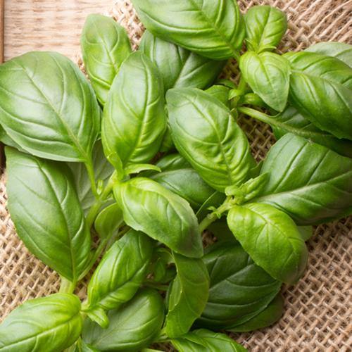 Basil Extra Virgin Olive Oil - The Marks Trading Company