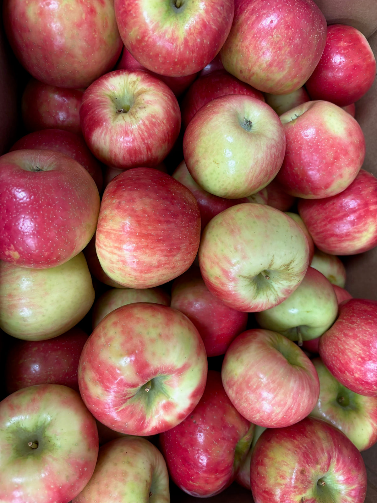 Kapnick Orchards-Honeycrisp Apples