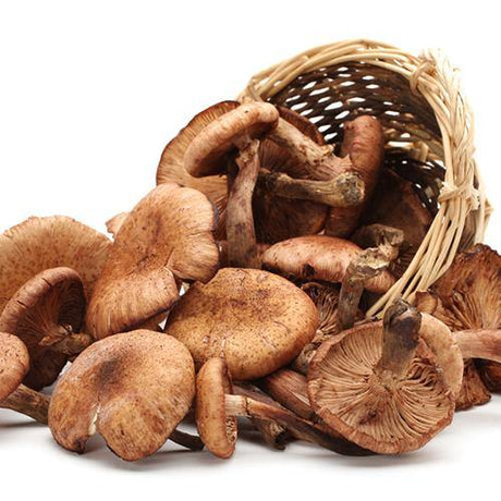 Mushroom Lover's Extra Virgin Olive Oil - The Marks Trading Company
